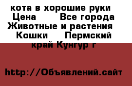кота в хорошие руки › Цена ­ 0 - Все города Животные и растения » Кошки   . Пермский край,Кунгур г.